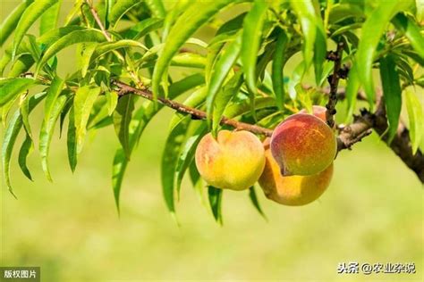 桃樹不開花|【桃樹不開花】桃樹不開花沒果實？這些原因一定要注意！ – 駱影。